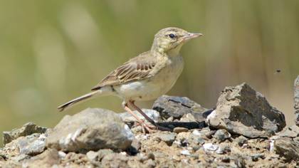 Tawny Pipit
