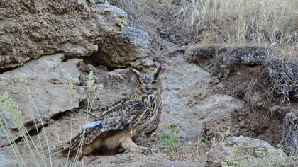Puhu » Eurasian Eagle-Owl » Bubo bubo