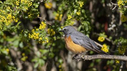 Taşbülbülü » White-throated Robin » Irania gutturalis