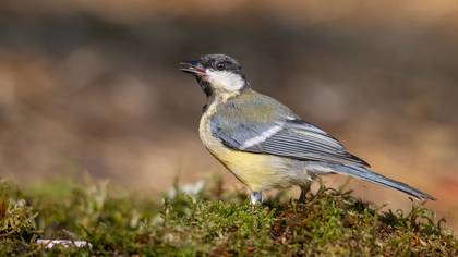 Büyük baştankara