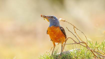 Taşkızılı » Common Rock Thrush » Monticola saxatilis
