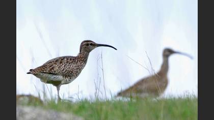 Eurasian Whimbrel