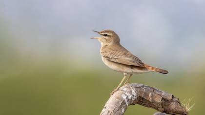 Çalıbülbülü » Rufous-tailed Scrub Robin » Cercotrichas galactotes