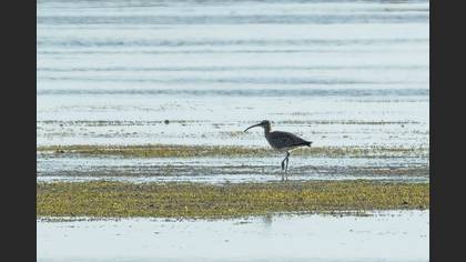 Eurasian Whimbrel