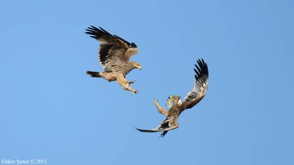 Şah kartal