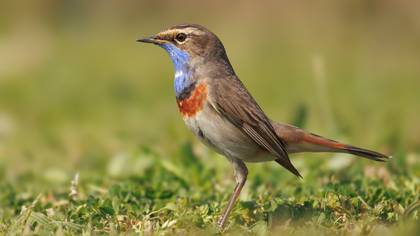 Mavigerdan » Bluethroat » Luscinia svecica