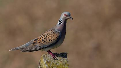 Üveyik » European Turtle Dove » Streptopelia turtur