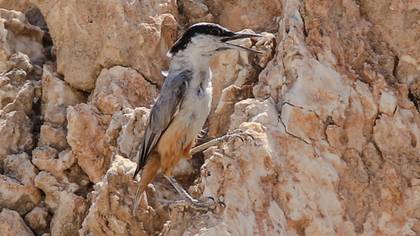 Büyük kaya sıvacısı » Eastern Rock Nuthatch » Sitta tephronota