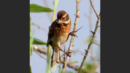 Common Reed Bunting