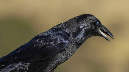 Kuzgun » Northern Raven » Corvus corax