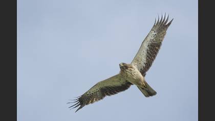 Booted Eagle