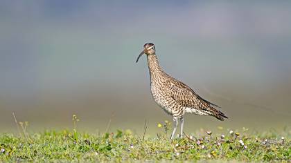 Eurasian Whimbrel
