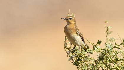 Kuyrukkakan » Northern Wheatear » Oenanthe oenanthe