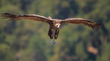 Kara akbaba