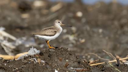 Terek düdükçünü » Terek Sandpiper » Xenus cinereus