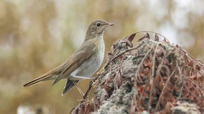 Benekli bülbül » Thrush Nightingale » Luscinia luscinia