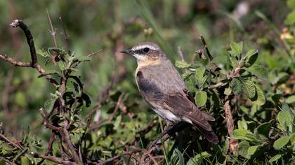 Kuyrukkakan » Northern Wheatear » Oenanthe oenanthe