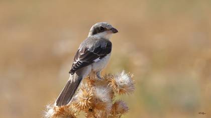 Karaalınlı örümcekkuşu » Lesser Grey Shrike » Lanius minor