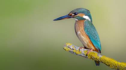 Yalıçapkını » Common Kingfisher » Alcedo atthis