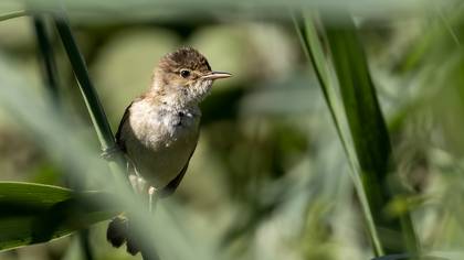 Saz kamışçını » Common Reed Warbler » Acrocephalus scirpaceus