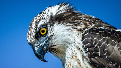 Osprey