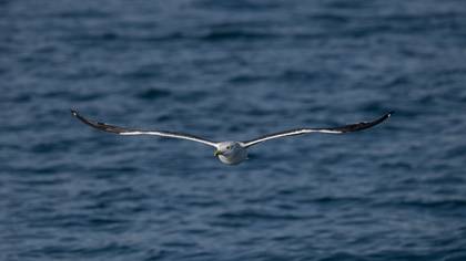 Karasırtlı martı » Lesser Black-backed Gull » Larus fuscus