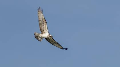 Osprey