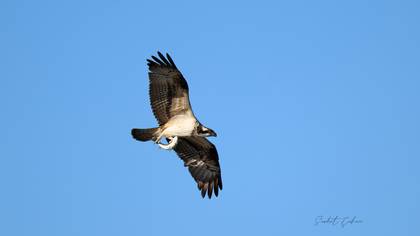 Osprey