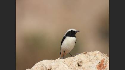Finsch`s Wheatear