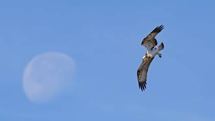 Osprey