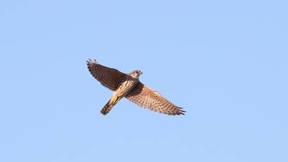 Boz doğan » Merlin » Falco columbarius