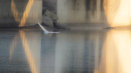 Küçük ak balıkçıl