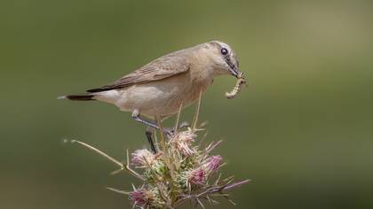 Boz kuyrukkakan » Isabelline Wheatear » Oenanthe isabellina