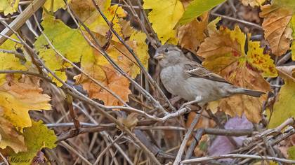 House Sparrow