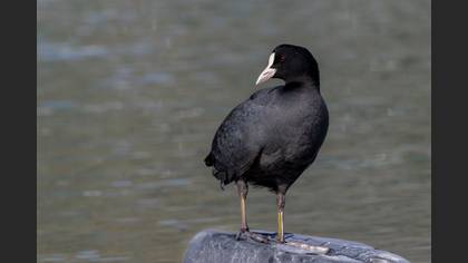 Sakarmeke