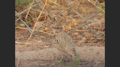 Crested Lark