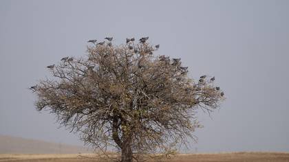 Tahtalı