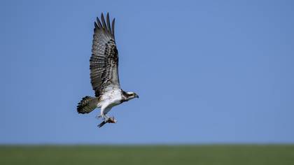 Osprey