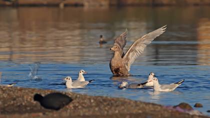 Glaucous Gull