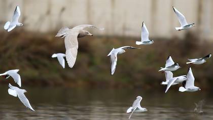 Glaucous Gull