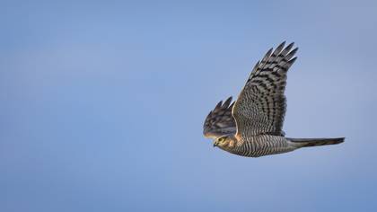 Eurasian Sparrowhawk