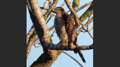 Eurasian Sparrowhawk