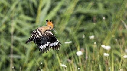 İbibik » Eurasian Hoopoe » Upupa epops