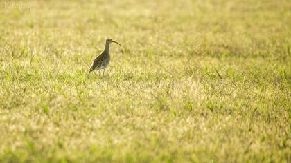 Eurasian Whimbrel