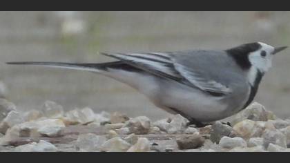 White Wagtail