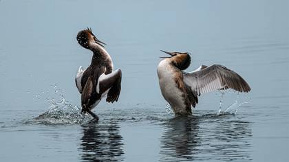Bahri » Great Crested Grebe » Podiceps cristatus