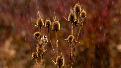 Saka » European Goldfinch » Carduelis carduelis