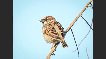 House Sparrow