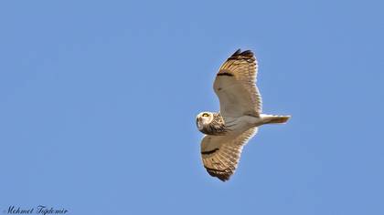 Short-eared Owl