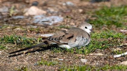 Kap kumrusu » Namaqua Dove » Oena capensis